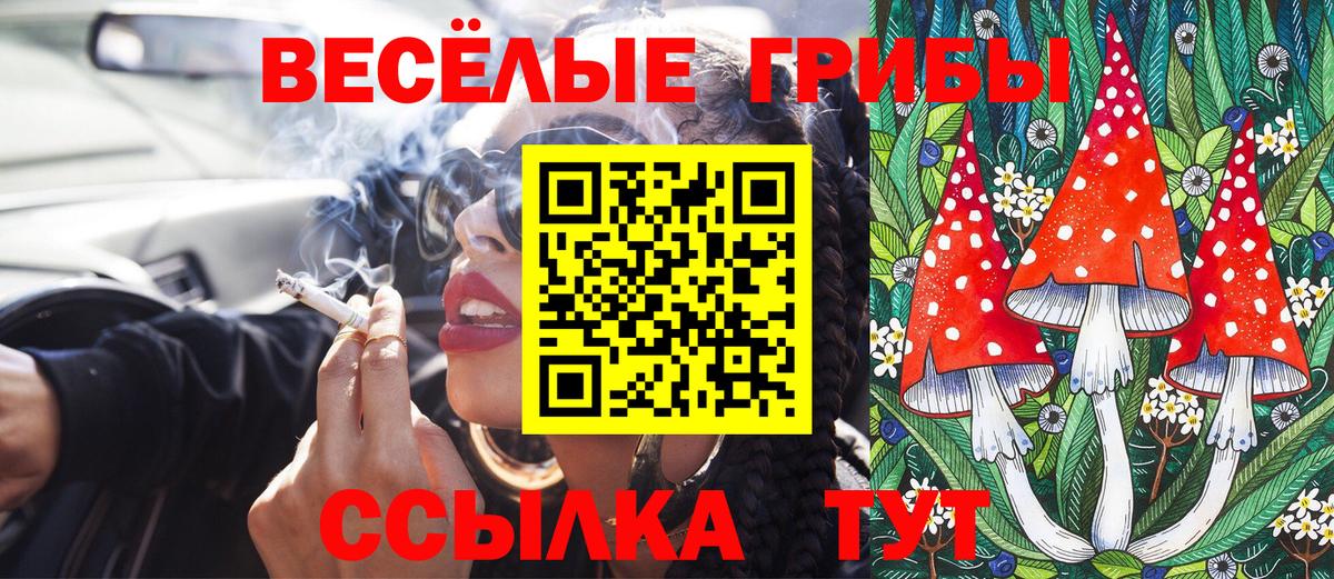 Псилоцибиновые грибы Psilocybe Красногорск
